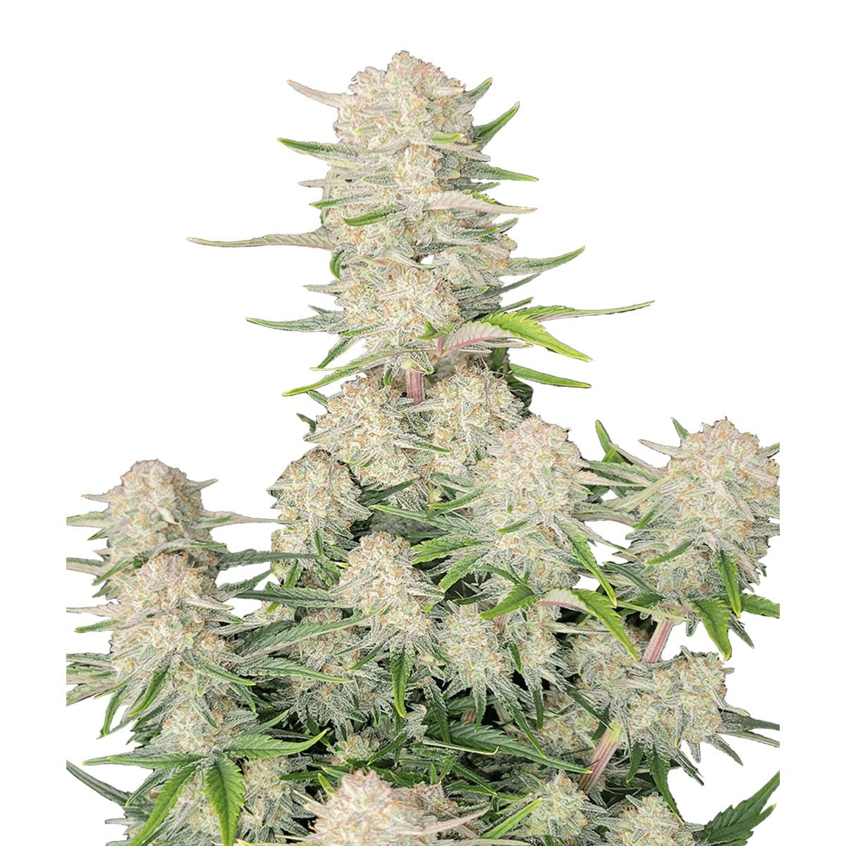 Apricot Auto Weed Strain Information Leafly